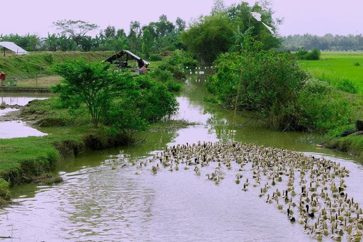 "Bể dâu" trong văn học miền nam